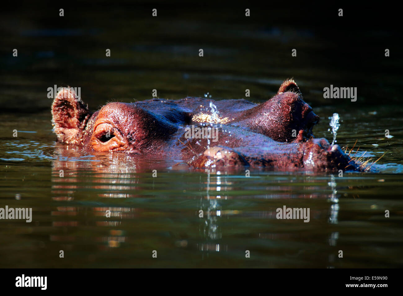 Hippopotamus (Hippopotamus amphibius) in a patch of sunlight  - Kruger National Park (South Africa) Stock Photo
