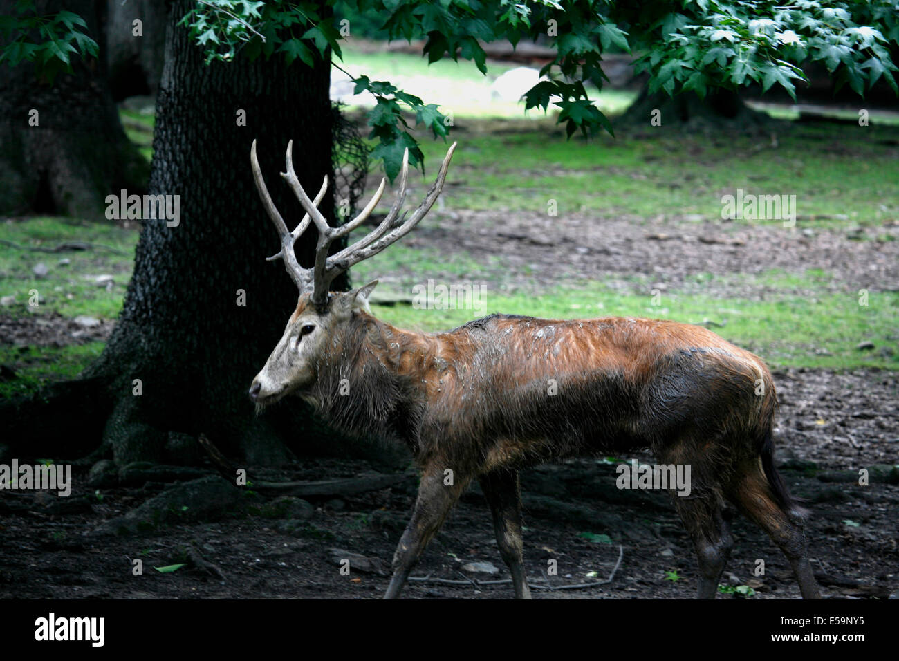Père David's deer  is a species of deer that is currently extinct in the wild  and was native to the subtropics of China Stock Photo