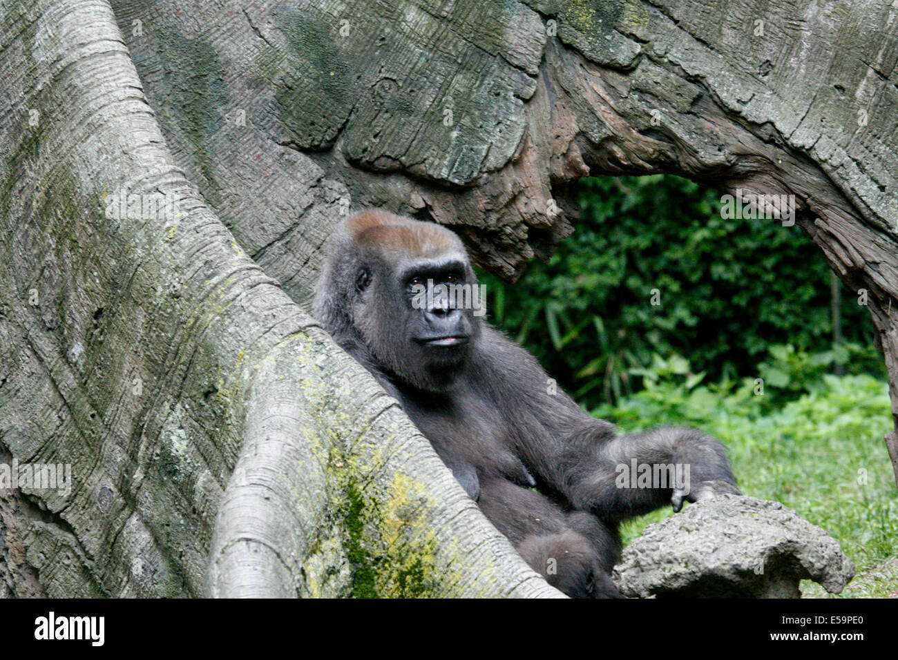 https://c8.alamy.com/comp/E59PE0/gorillas-are-ground-dwelling-predominantly-herbivorous-apes-that-inhabit-E59PE0.jpg