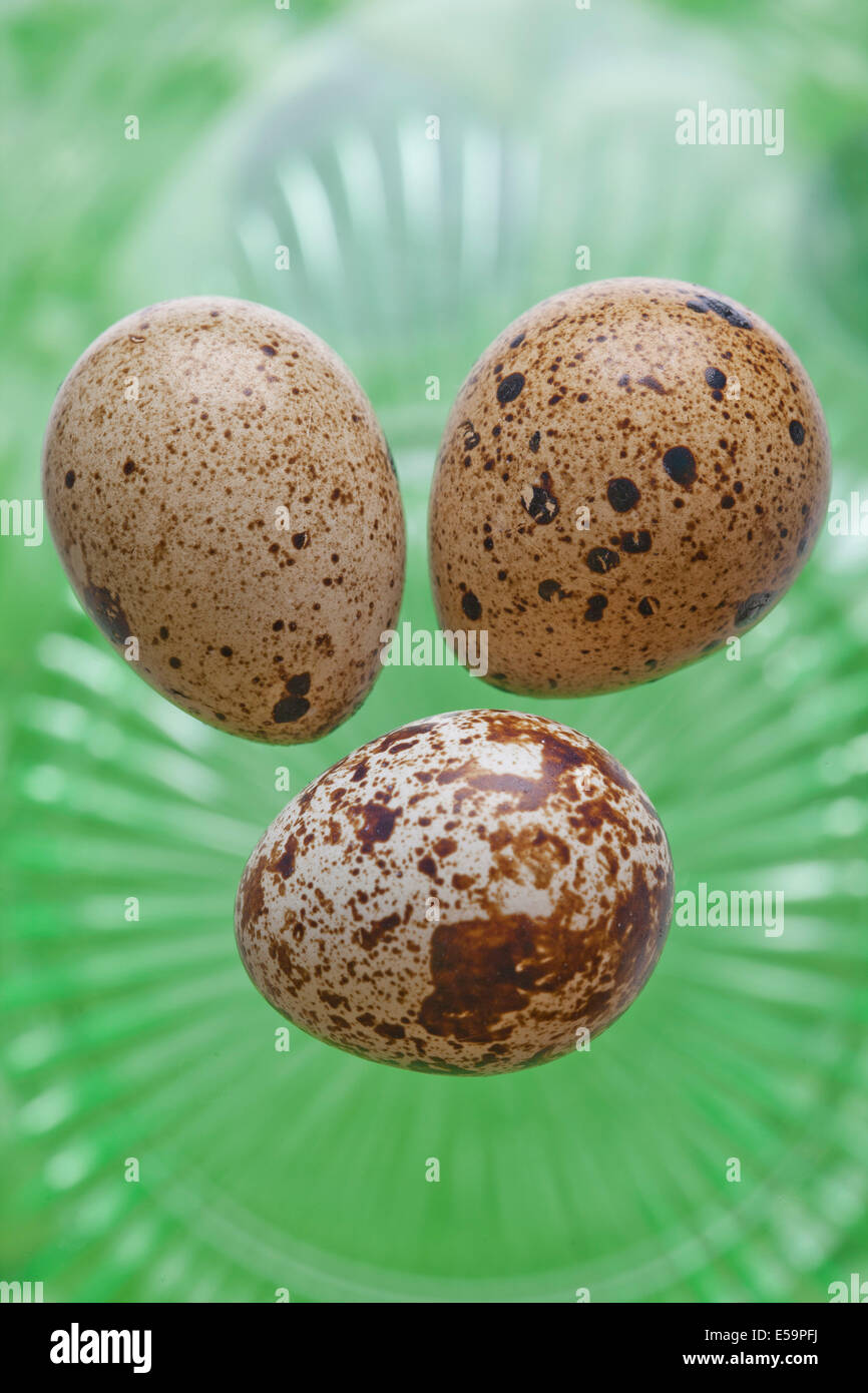 Quail Eggs in container Stock Photo Alamy