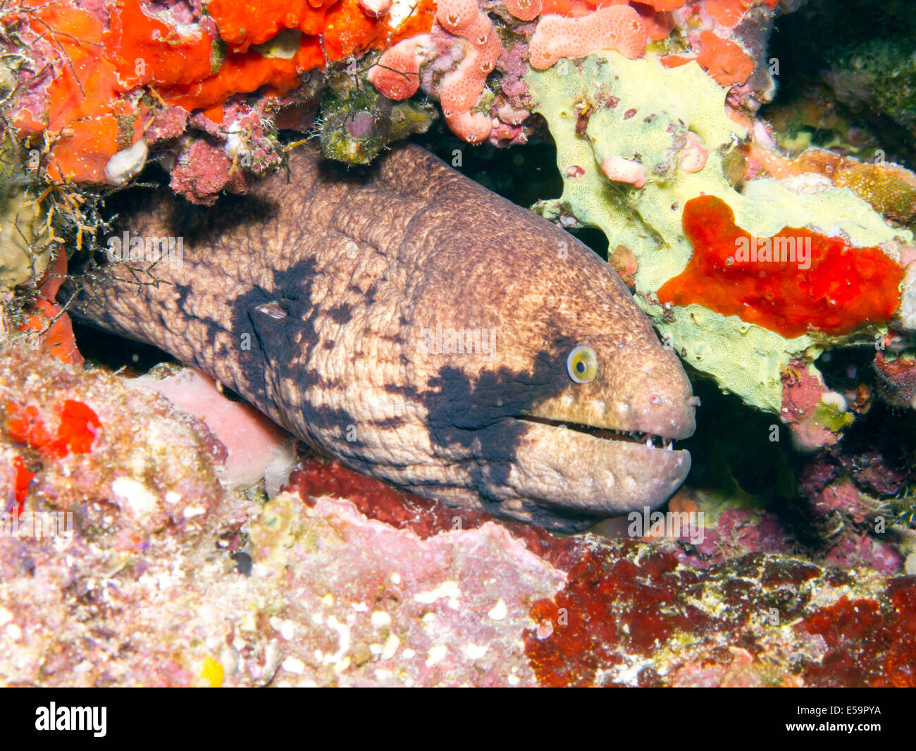 Moray eel staring out of its cave in Maldives islands Stock Photo Alamy