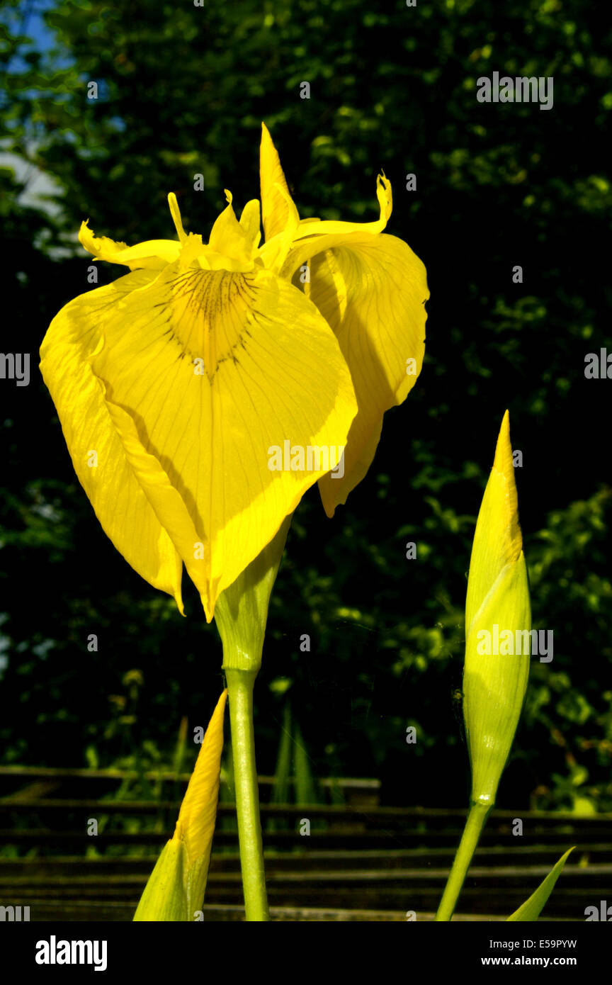 Iris latin name hires stock photography and images Alamy