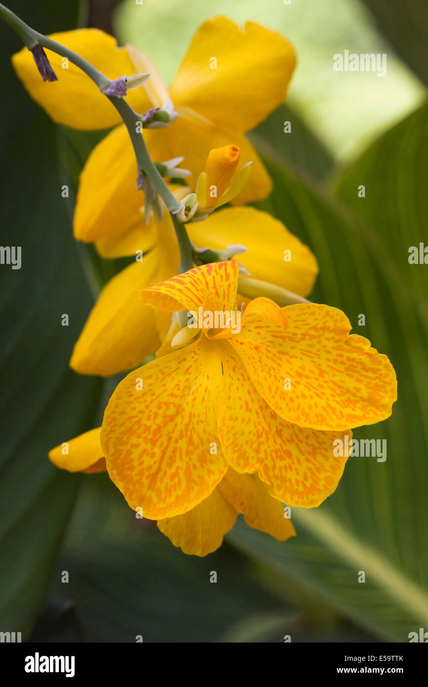 Canna 'Yellow Birdl' flower. Stock Photo