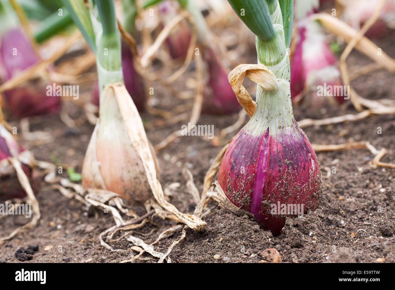 Allium cepa. Onion Long Red Florence growing in the vegetable garden. Stock Photo