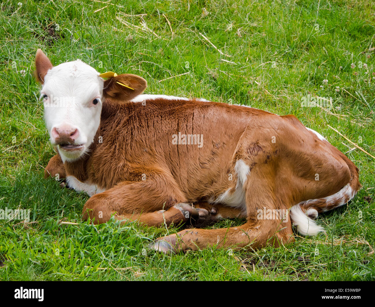 A young brown and white calf lying on grass Stock Photo Alamy