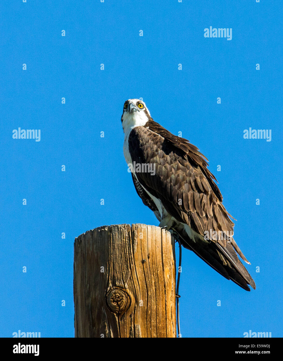 Osprey on pole, Pandion haliaetus, sea hawk, fish eagle, river hawk, fish hawk, raptor, Chaffee