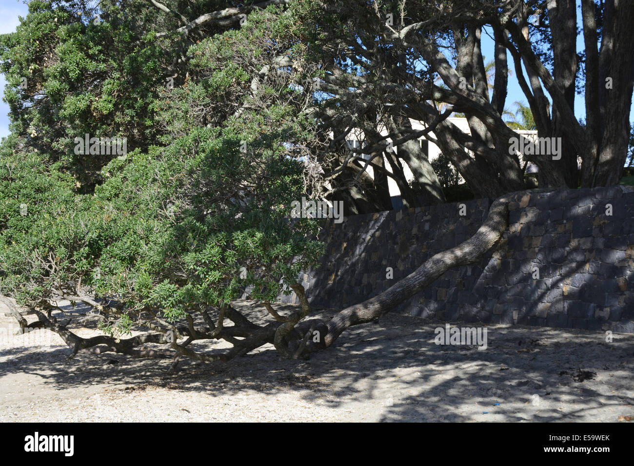 A New Zealand pohutukawa bending on a stone fence, which has been altered to suit the tree's natural shape, Takapuna Beach Stock Photo