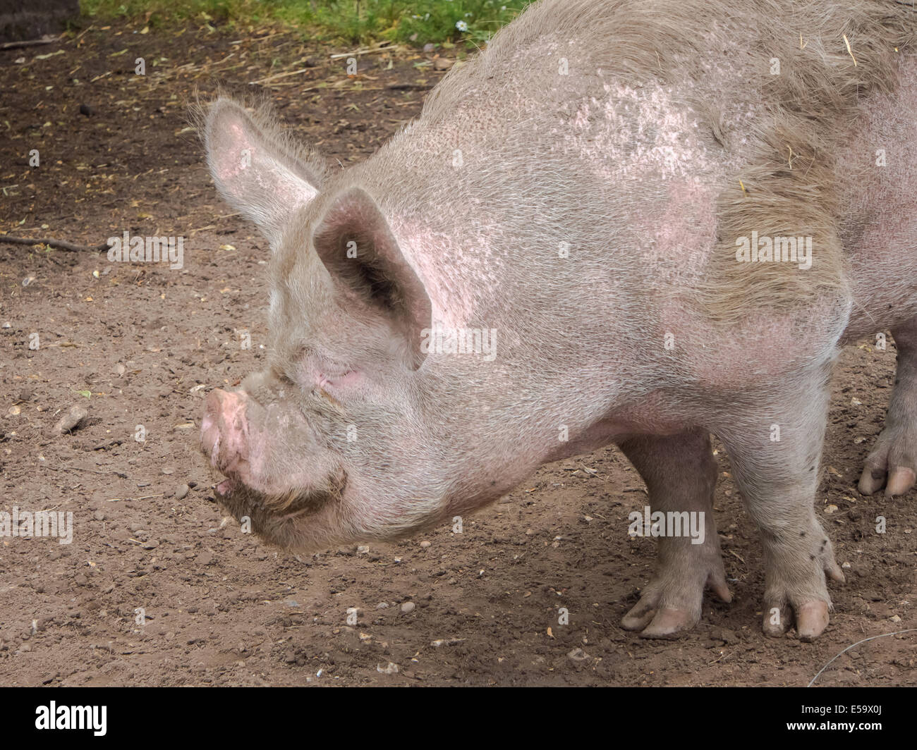 A Kune Kune pig digging for treats in the mud Stock Photo