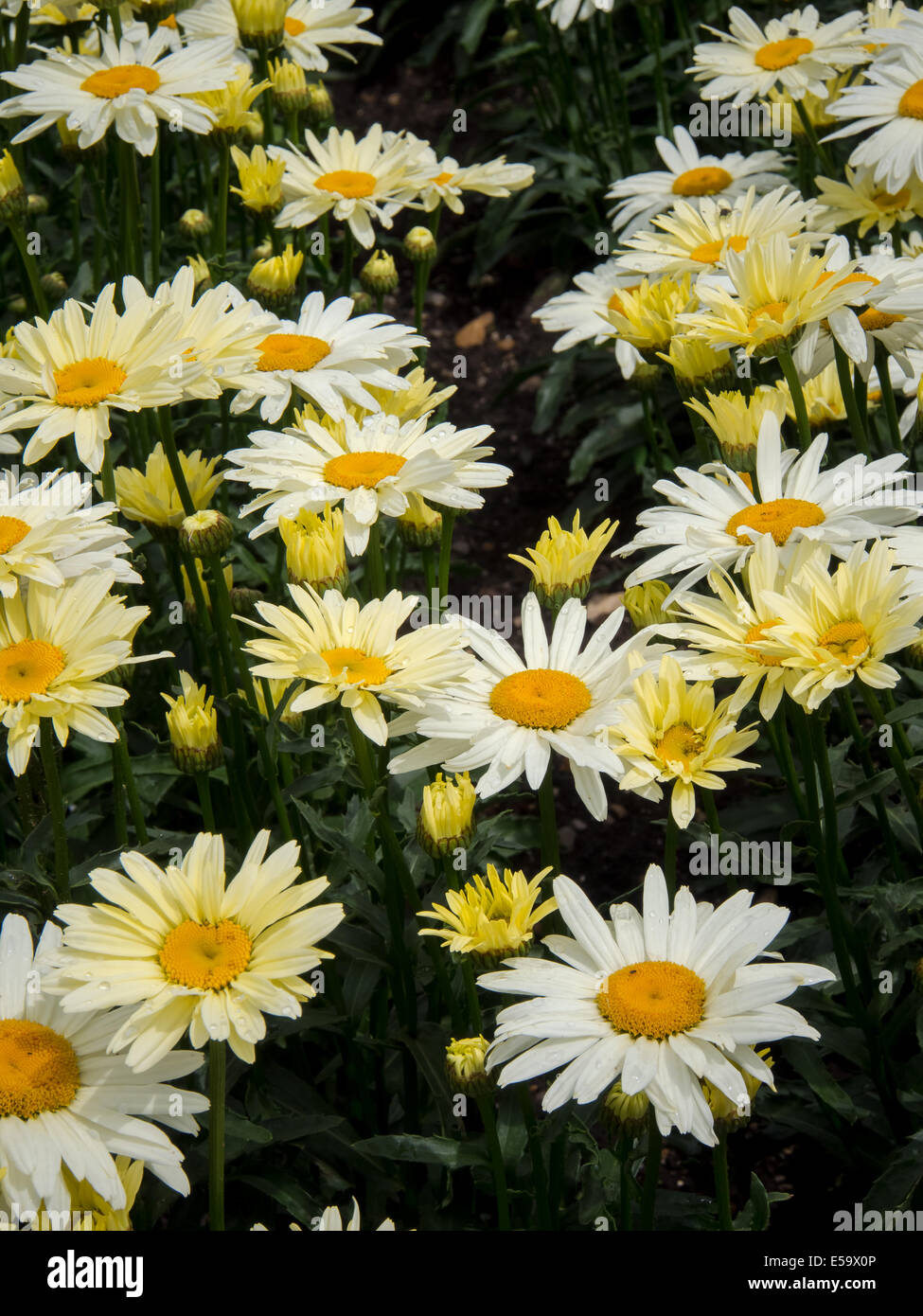 Chrysanthemum leucanthemum, Shasta Daisies Stock Photo Alamy