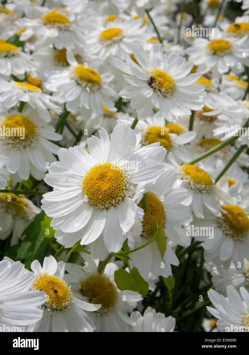 Chrysanthemum leucanthemum, Shasta Daisies Stock Photo Alamy