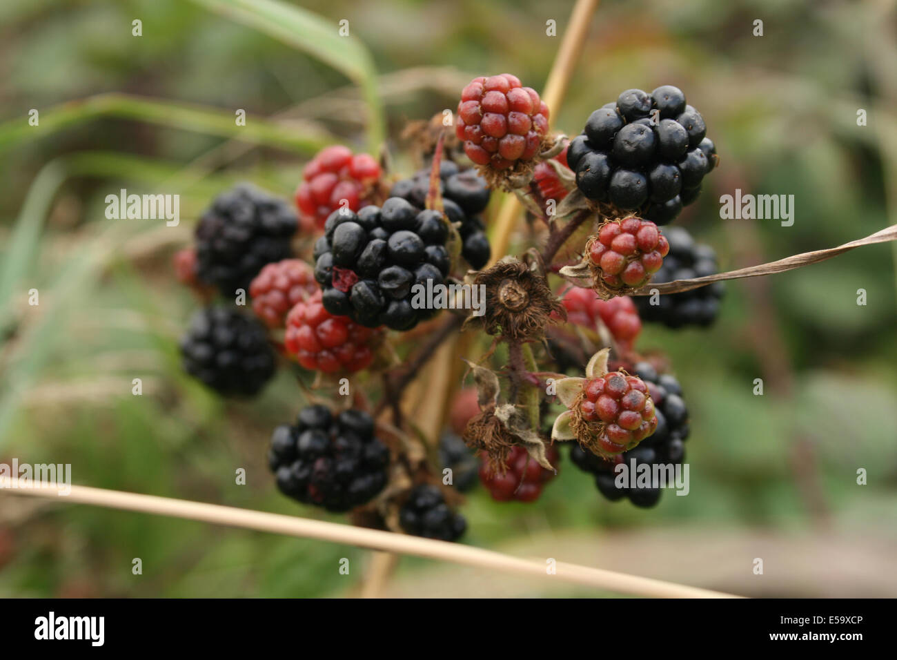 Brambles Stock Photo: 72133062 - Alamy