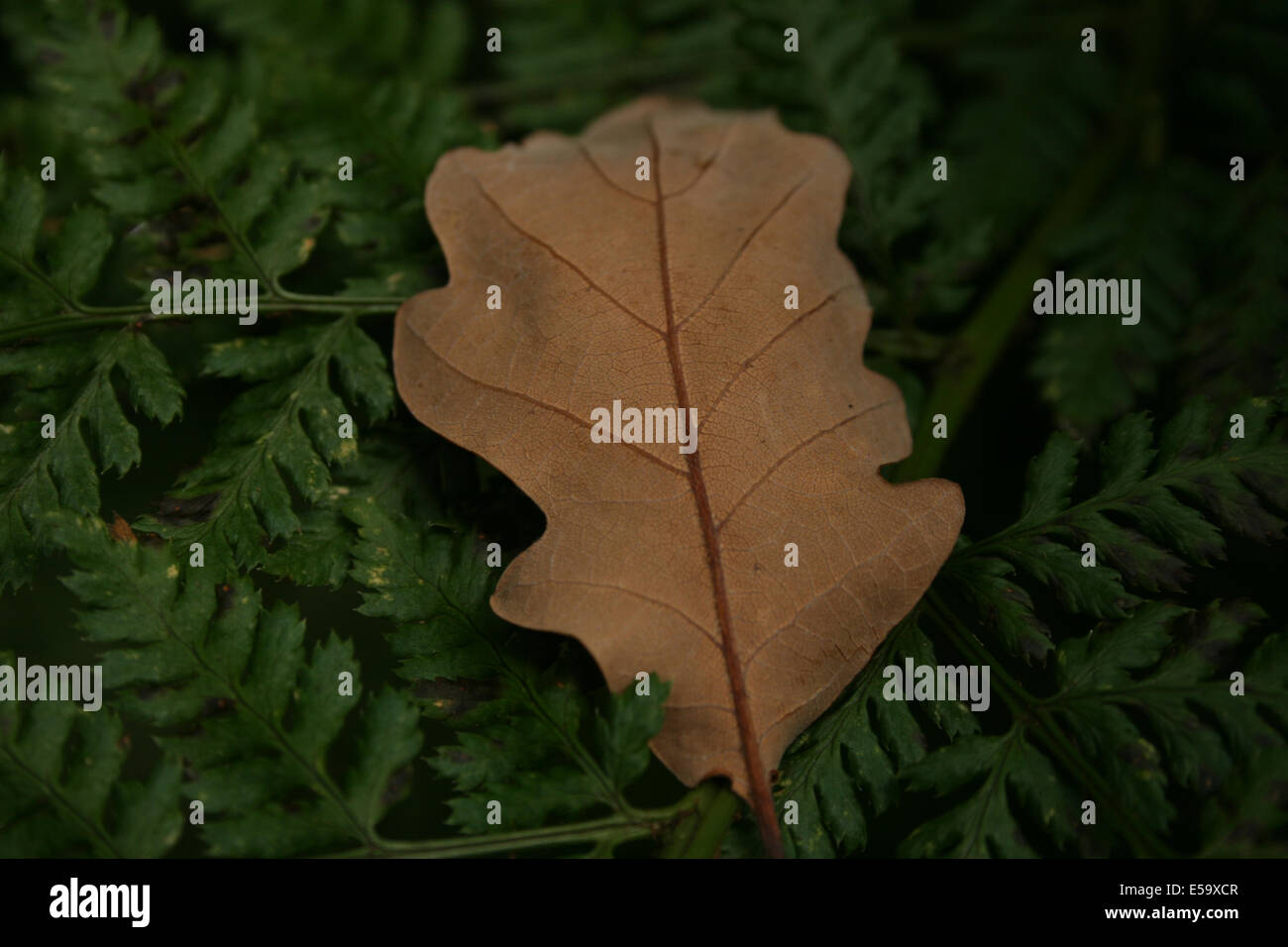 Oak leaf on fern Stock Vector Images - Alamy