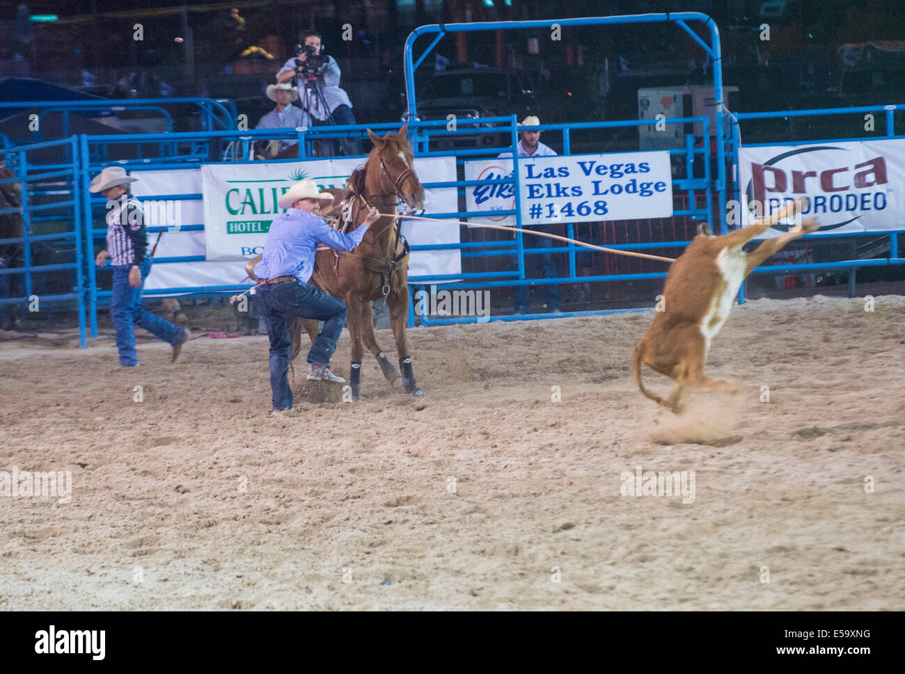 Cowboys Participating in a Calf roping Competition at the Helldorado ...