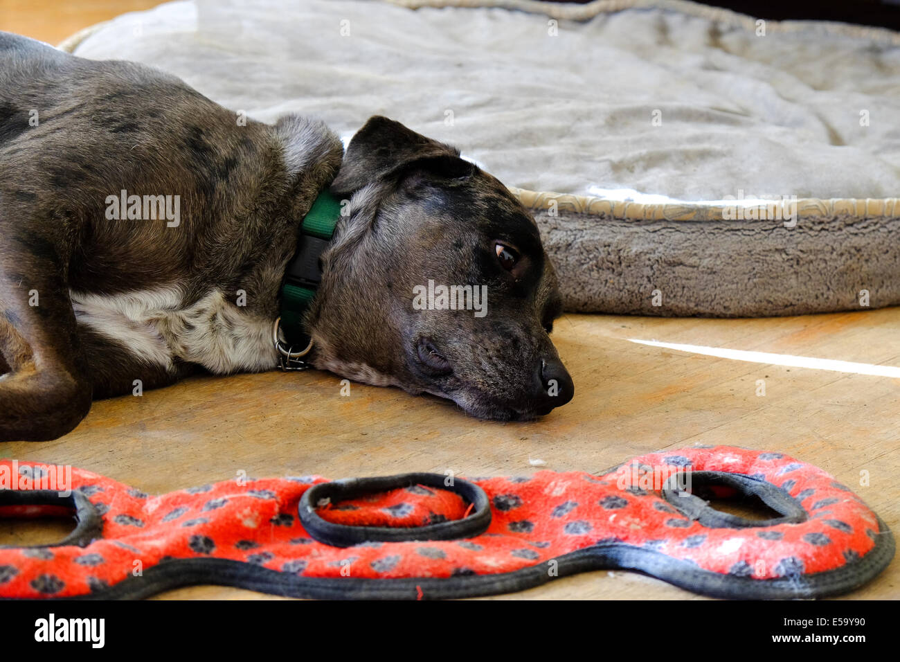 next dog bed