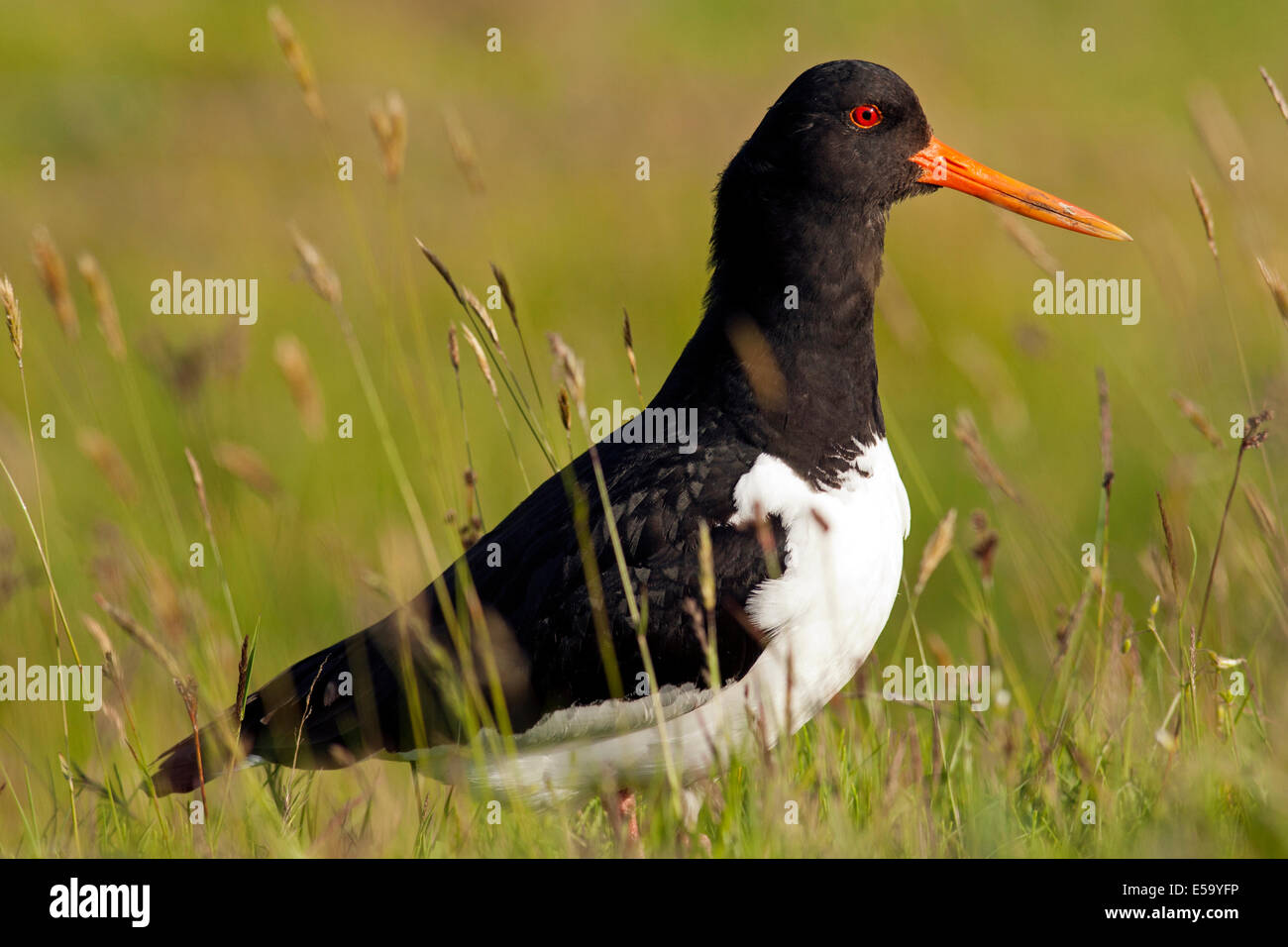 Eurasian Oystercatcher (Haematopus ostralegus) South Iceland Stock