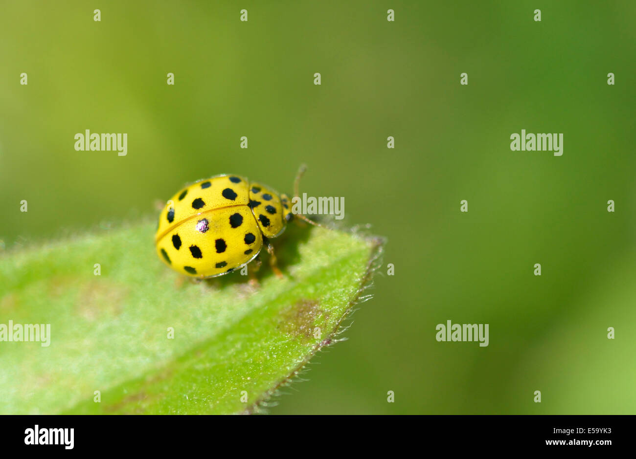 Twenty-two spot ladybird, Caucasus Mountains, Azerbaijan Stock Photo