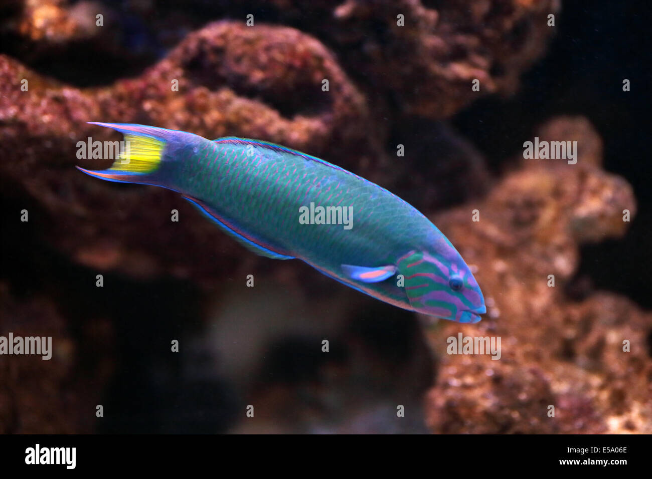 A moon wrasse, Thalassoma lunare, swimming in an aquarium. This colorful fish can be found on the coral reefs in the Indian and Stock Photo