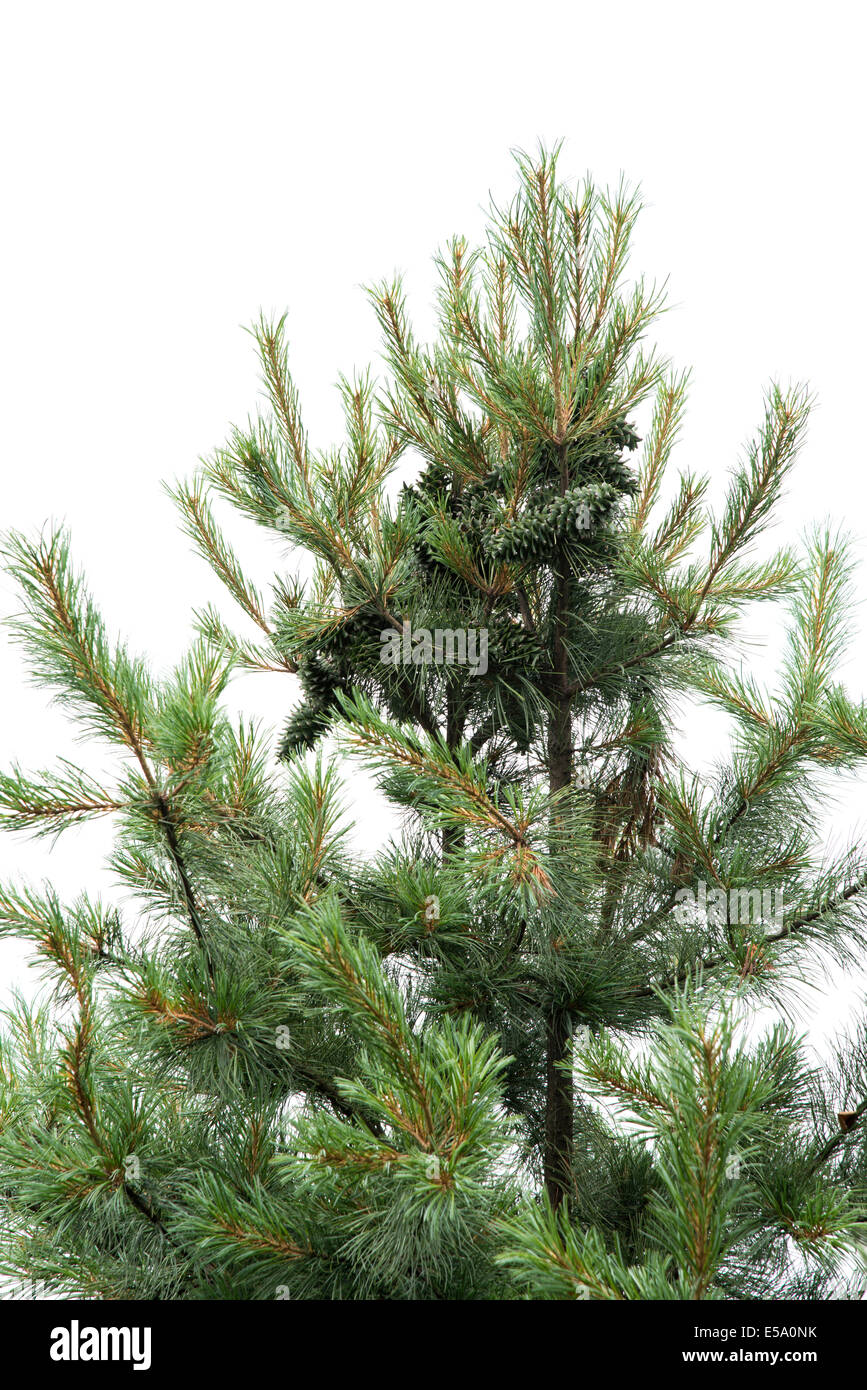 nut pine on the top of tree, isolated on white Stock Photo