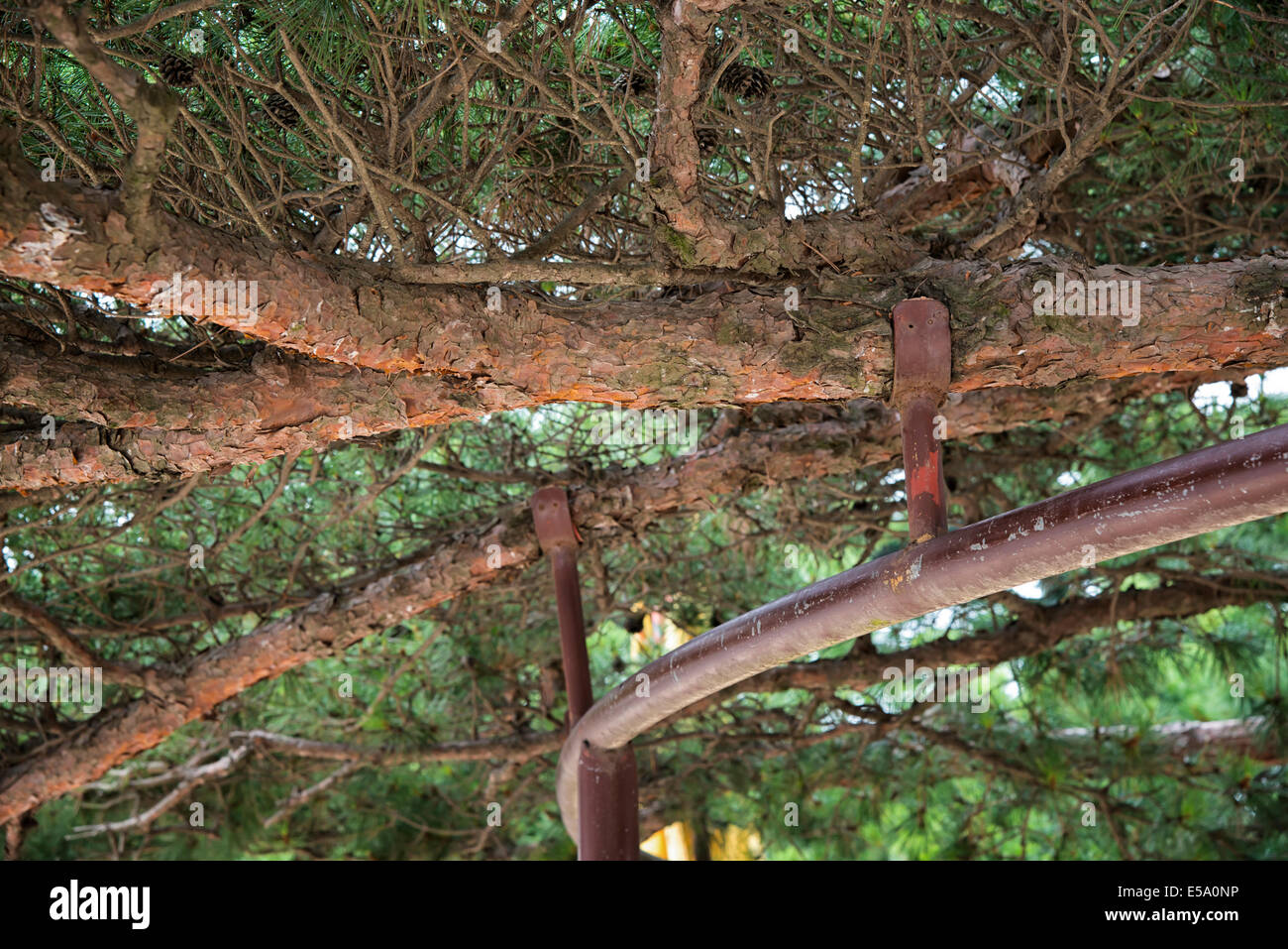 metal structure for supporting branch of large tree Stock Photo