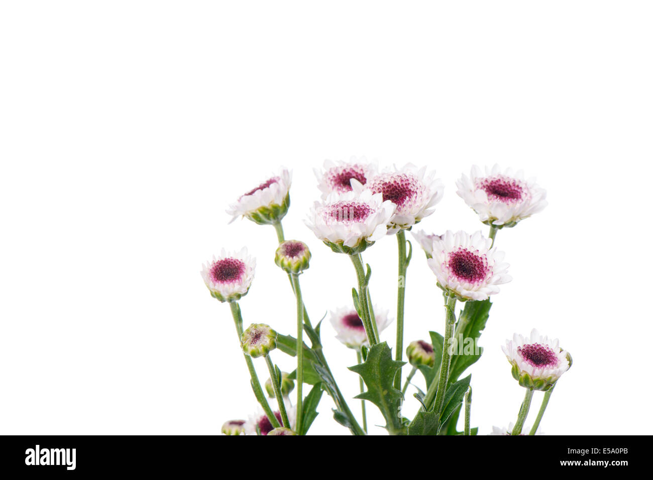 closeup of small white chrysanthemum flowers, isolated on white Stock Photo