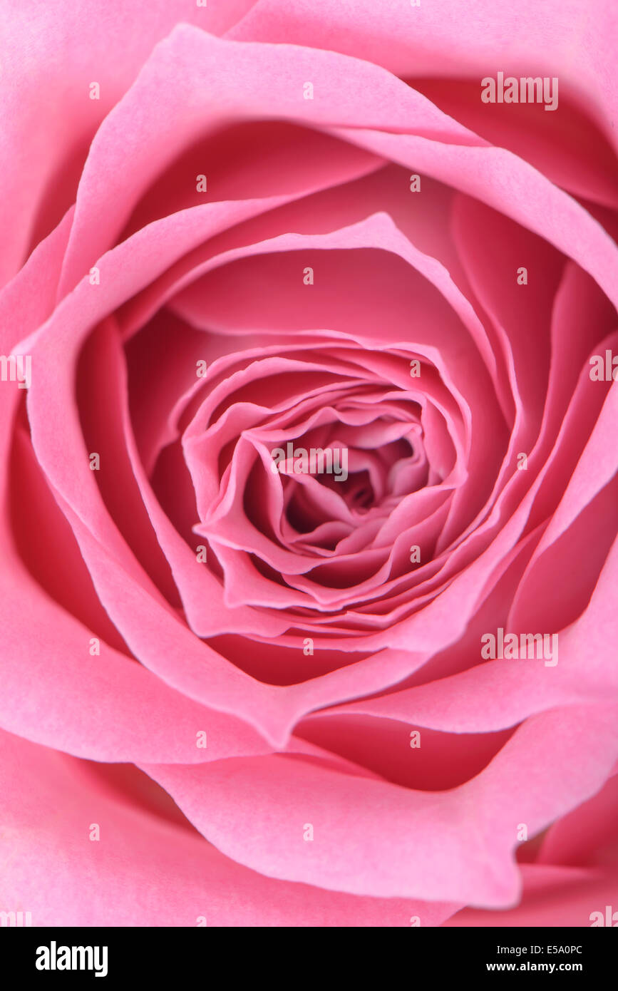 https://c8.alamy.com/comp/E5A0PC/closeup-of-pink-rose-in-full-bloom-E5A0PC.jpg