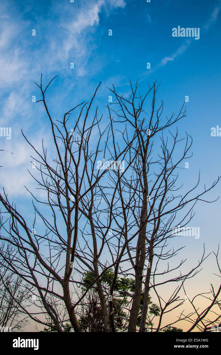 Dry tree and blue sky in the country of Thailand Stock Photo - Alamy