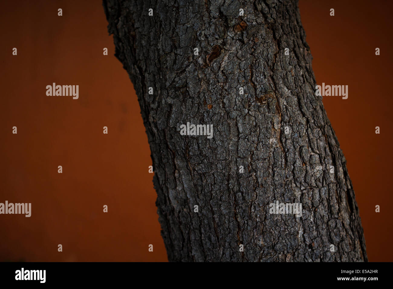 Neem tree Stock Photo