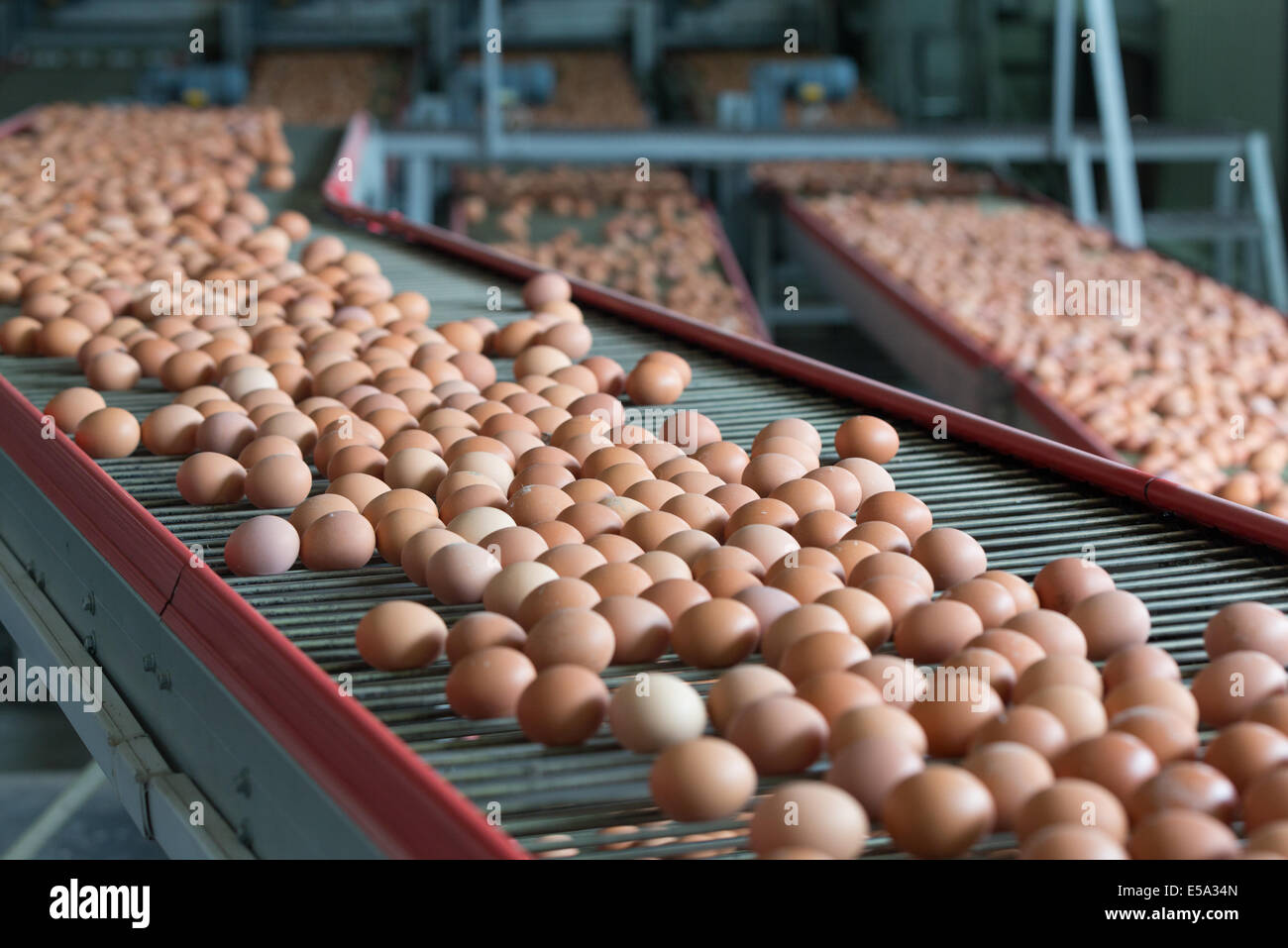 Fresh brown eggs on a transportation line on a modern poulty factory Stock Photo