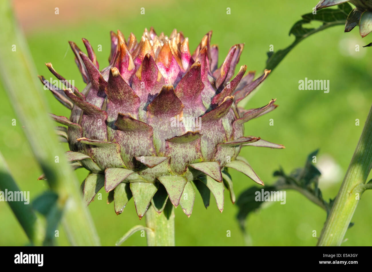 artichoke head in a garden on green background Stock Photo