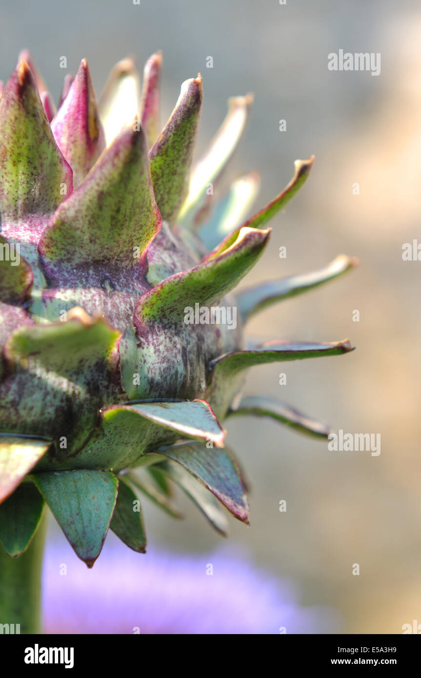 closeup on an artichoke head Stock Photo