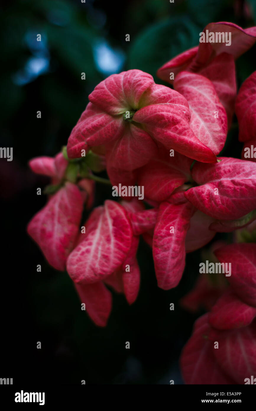 Red Mussaenda Stock Photo