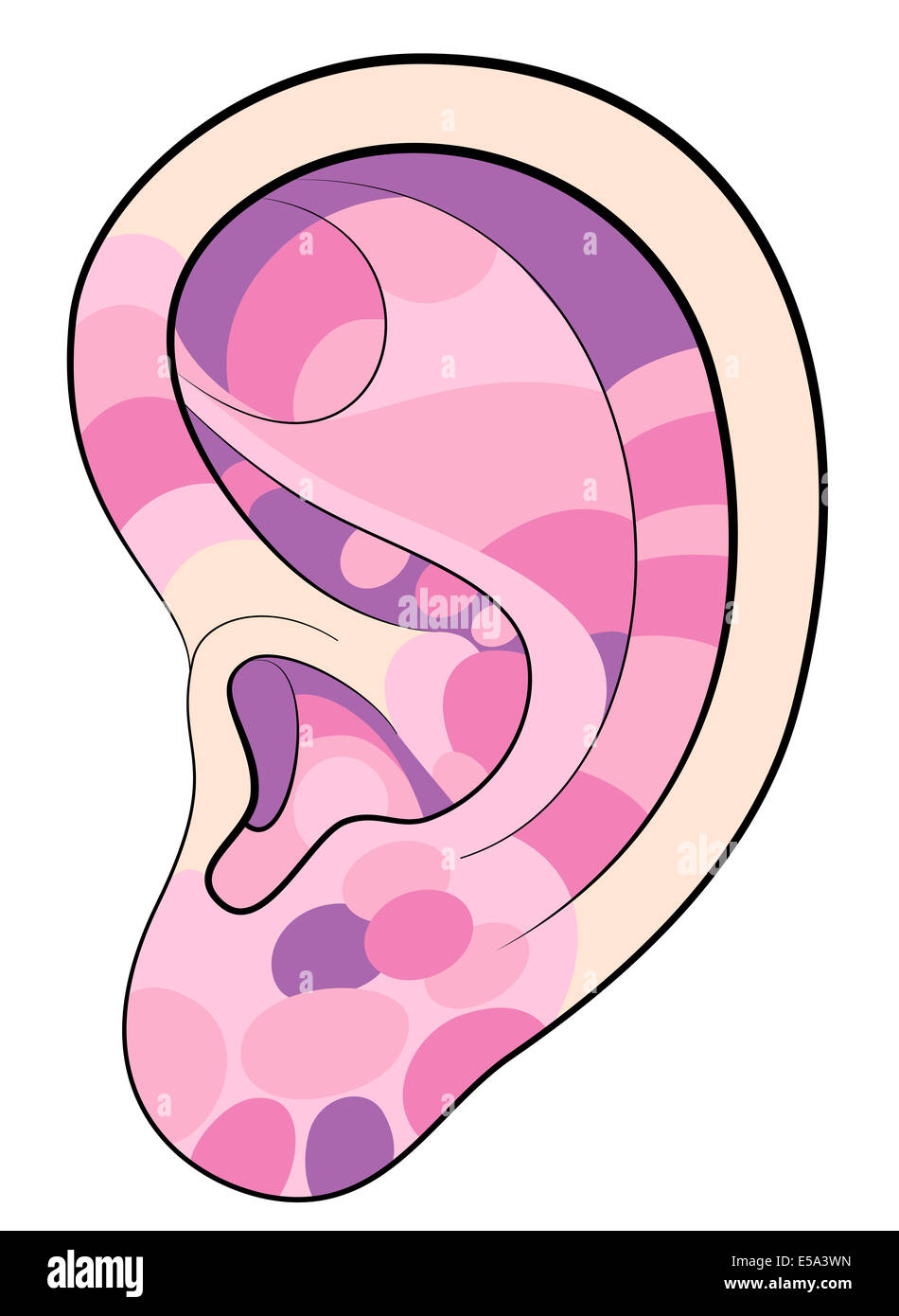 Ear reflexology illustration with different pink colors concerning the corresponding internal organs and body parts. Stock Photo