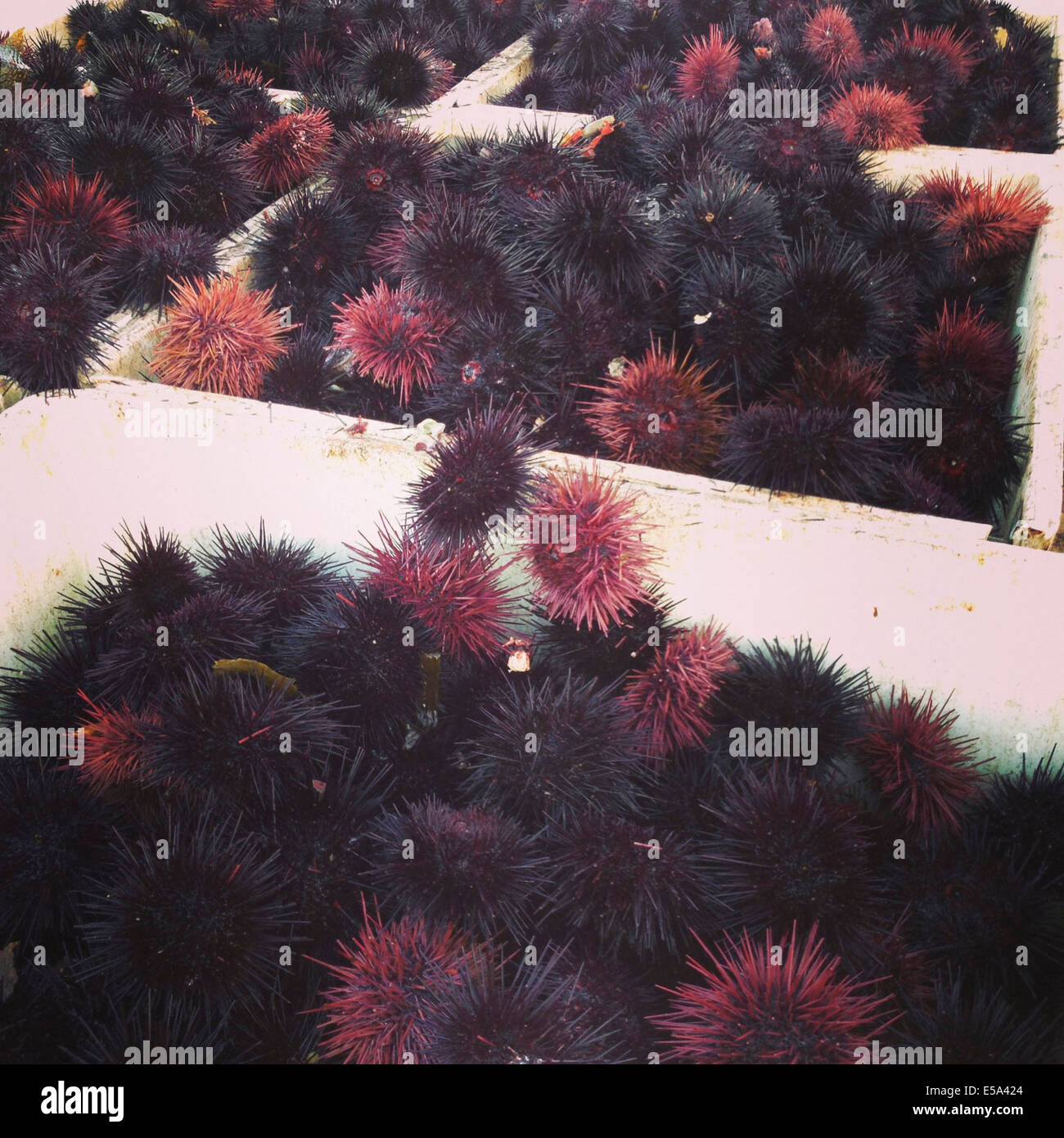 Basket of sea urchins at seafood market - Smartphone Captured Stock Image