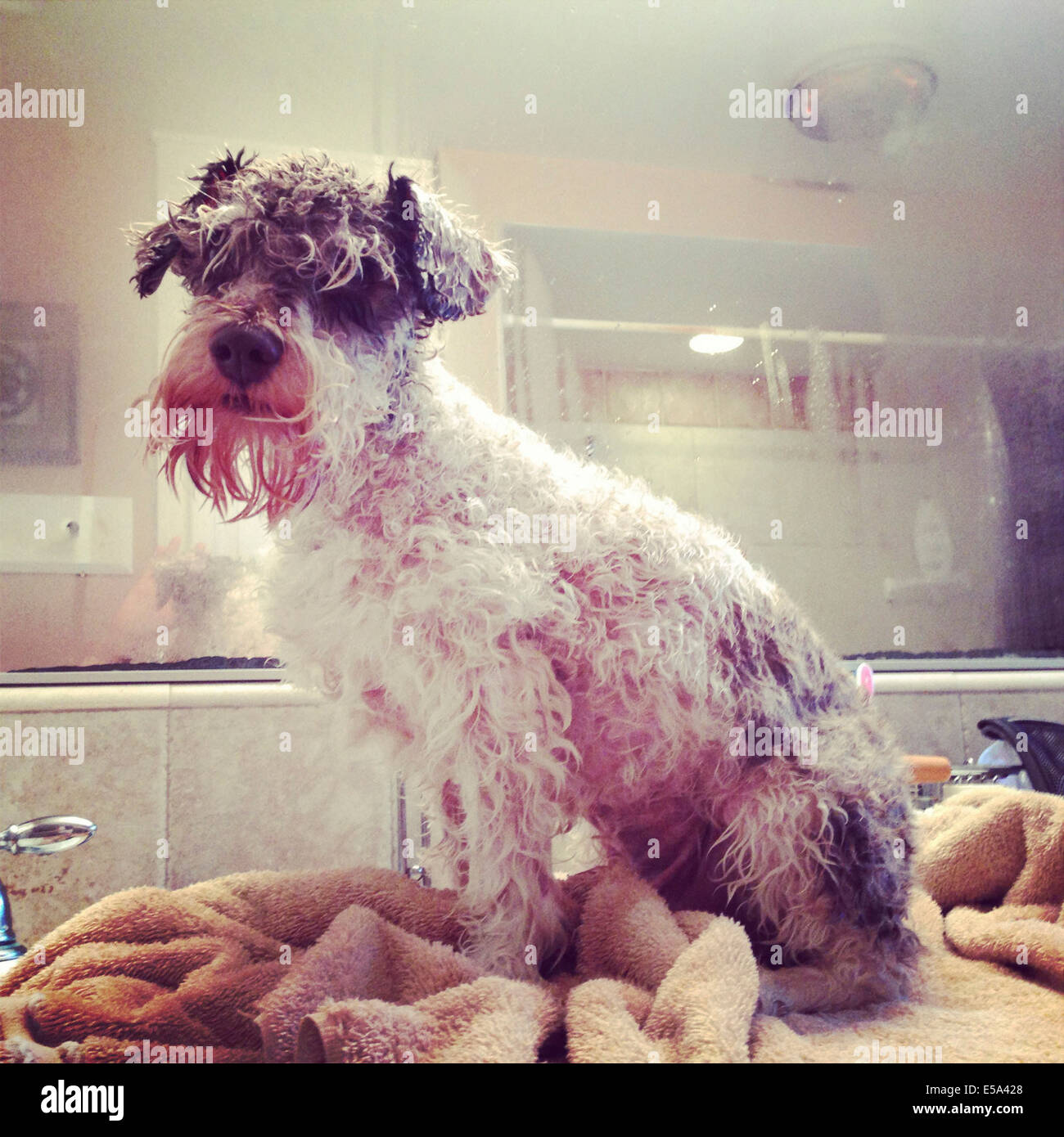 Dog sitting on blanket in bathroom - Smartphone Captured Stock Image