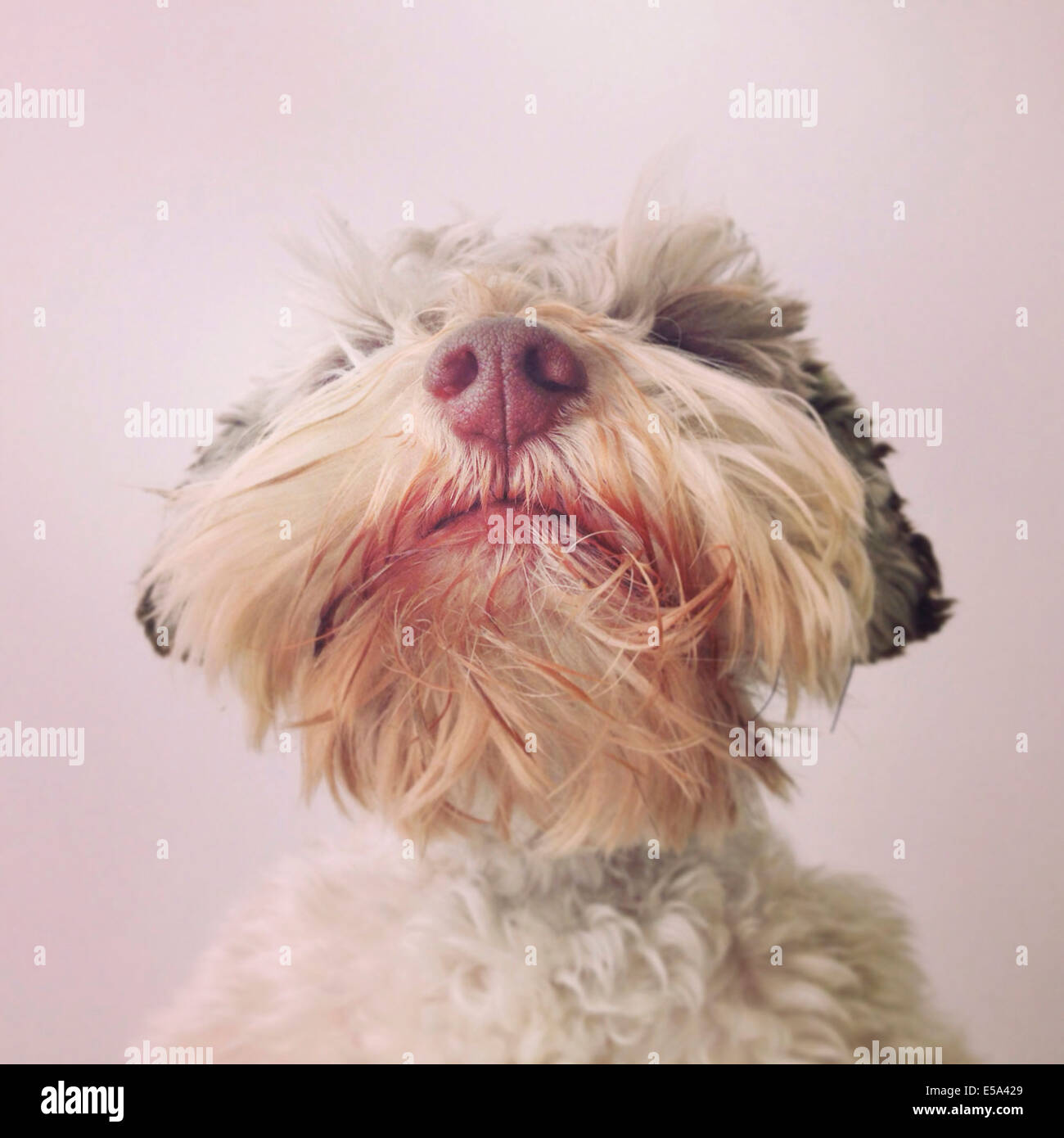 Close up of dog's beard and nose - Smartphone Captured Stock Image