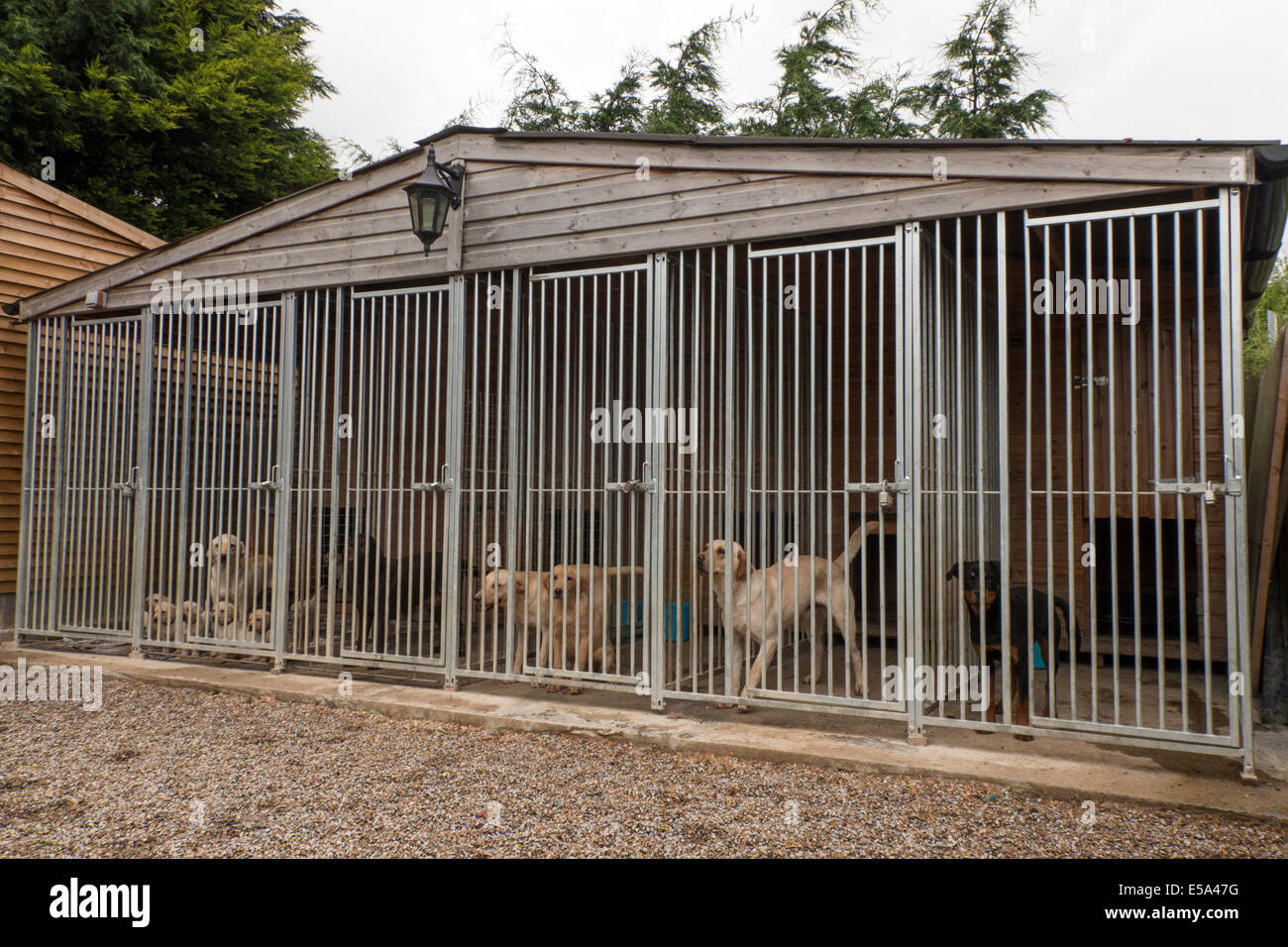 Working gun dog kennels - Yellow labrador with puppies, Rottweiler in right end cage Stock Photo