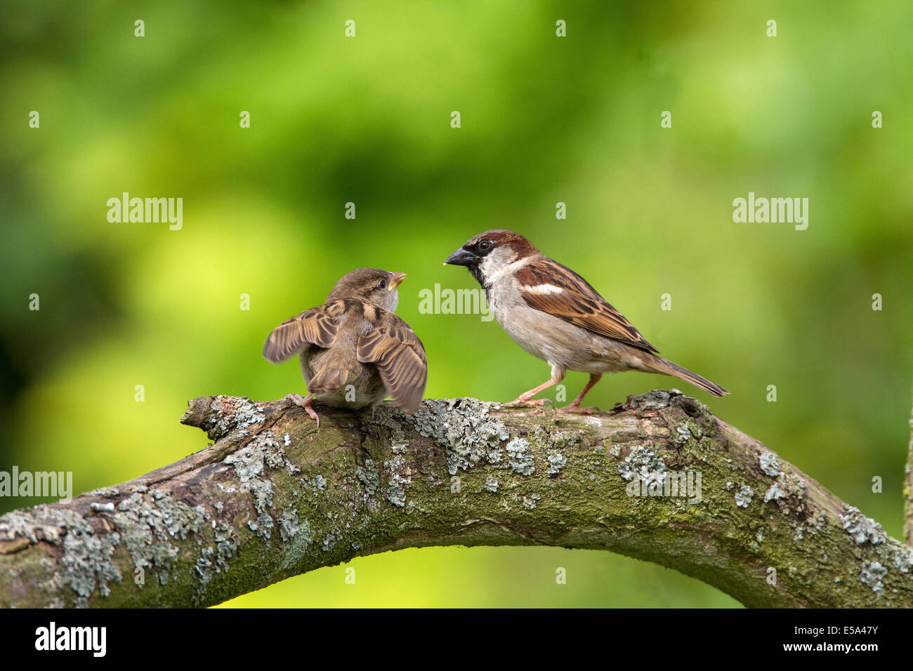 Young House Sparrow begging for food from adult Male. Stock Photo