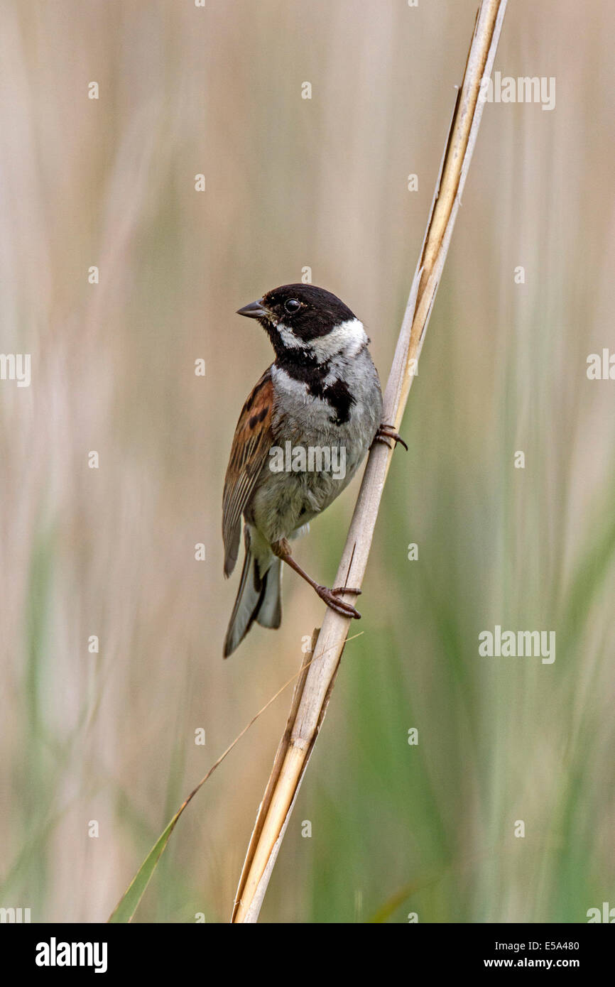 Common Reed Bunting Male on reeds. Deepdale Marsh, Norfolk Stock Photo