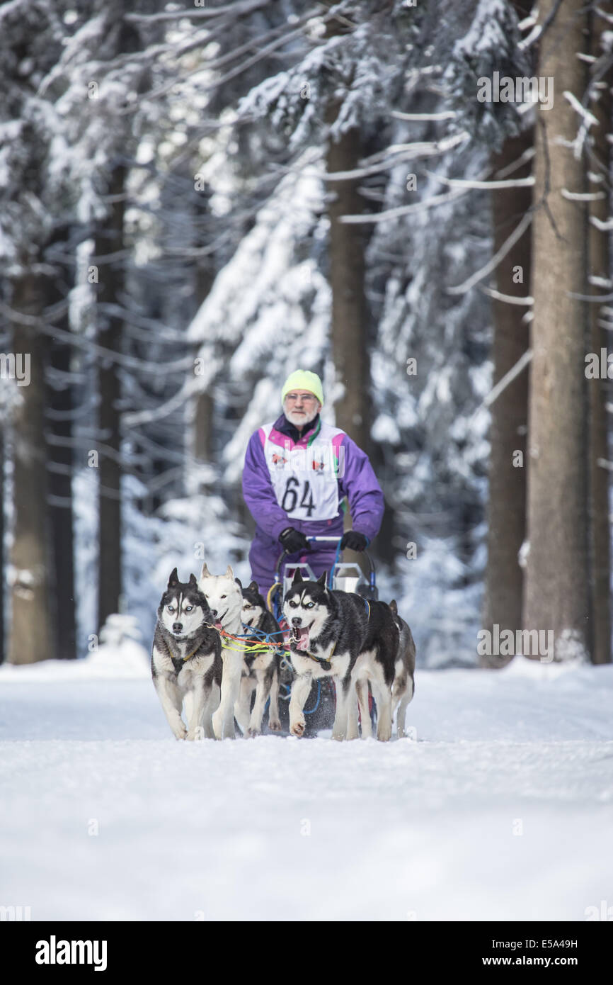 MASSERBERG, GERMANY - FEBRUARY 10: Trans Thüringia 2013. The annual sled dog teams race different classes, in Masserberg, Thurin Stock Photo