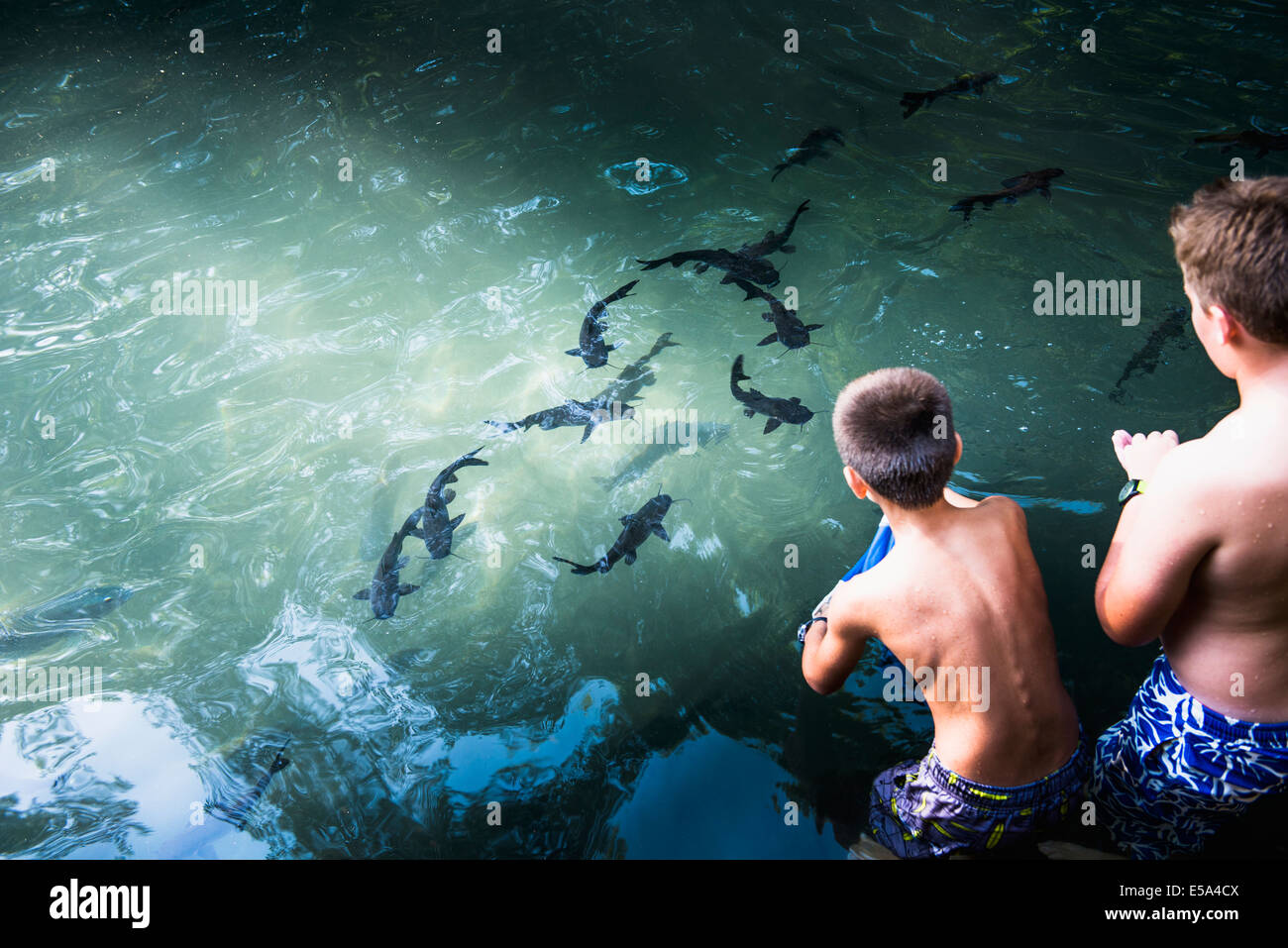 Boys watching sharks swim in ocean Stock Photo Alamy