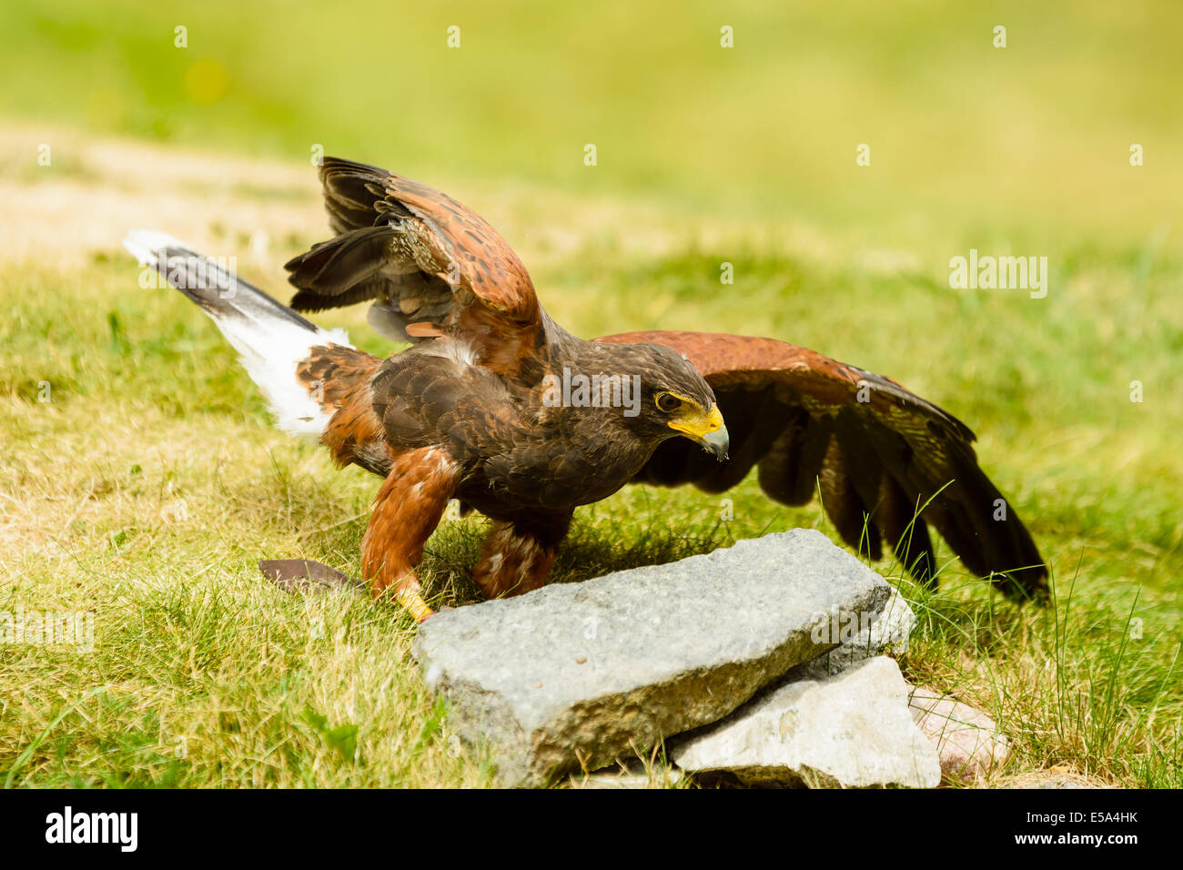 Harris hawk, Parabuteo unicinctus, on the ground. This bird of prey is also known as bay-winged or dusky hawk. Stock Photo