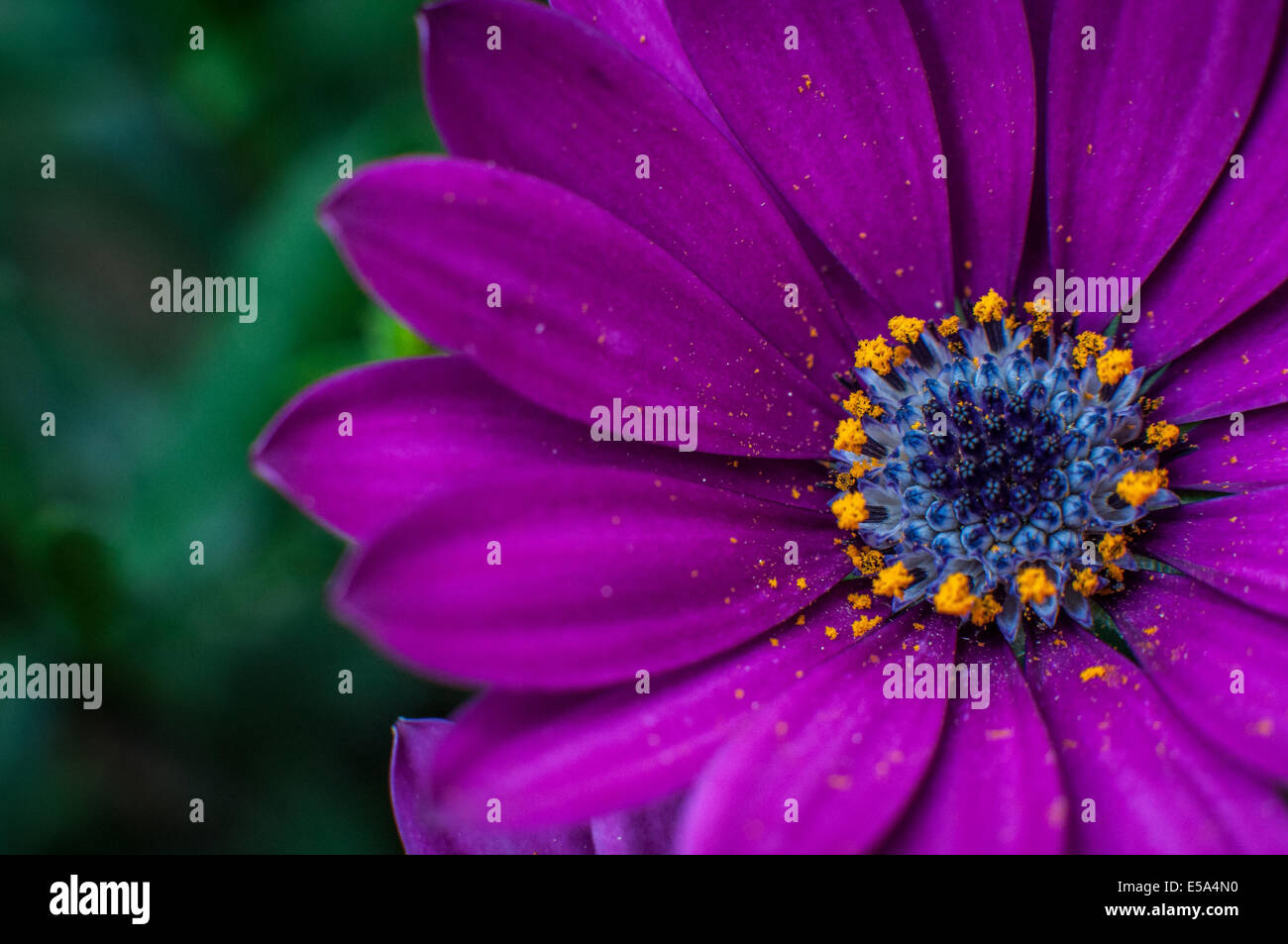 purple flower in the garden Stock Photo - Alamy