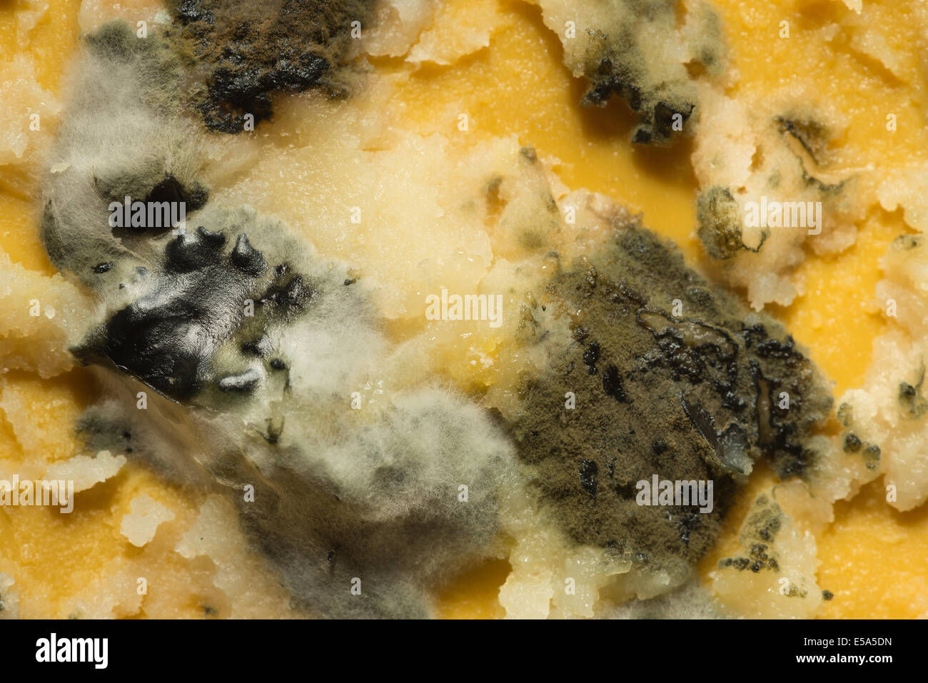 Mouldy meal forgotten penicillin growth impregnated with hyphae long branching filamentous structure breaking down butter ghee Stock Photo