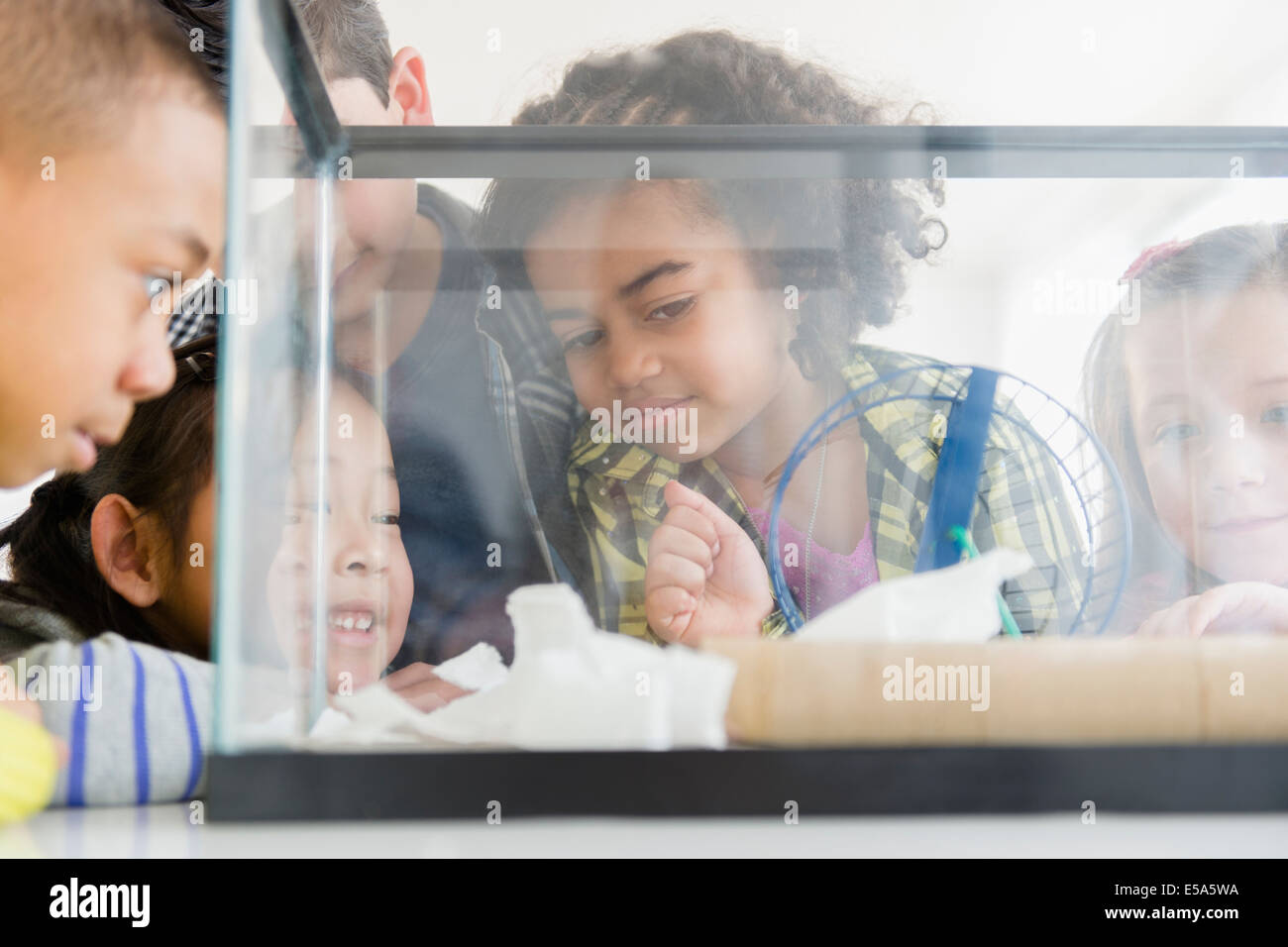 Children Watching Hamster Stock Photo Photo Inspiration