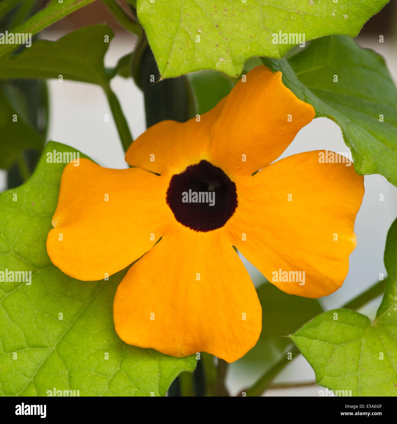 Thunbergia alata commonly called Black-eyed Susan vine Stock Photo - Alamy