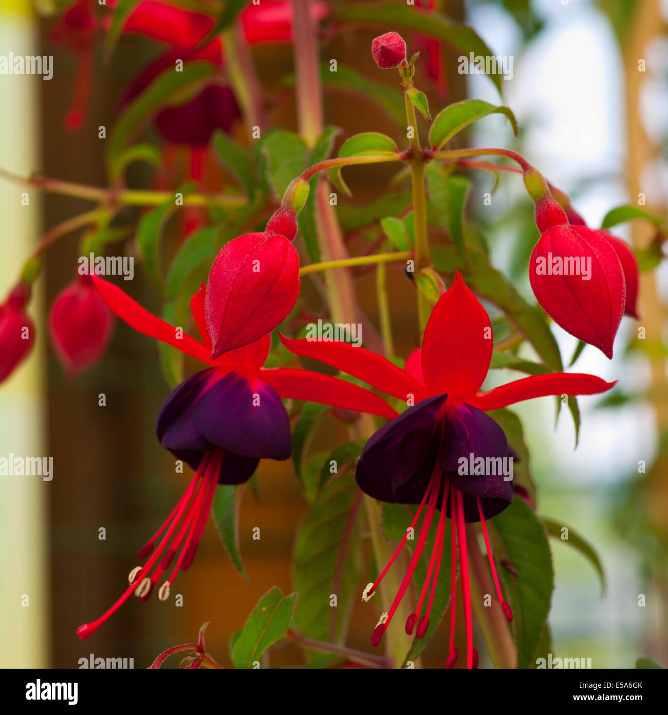 Climbing Fuchsia Lady Boothby Stock Photo