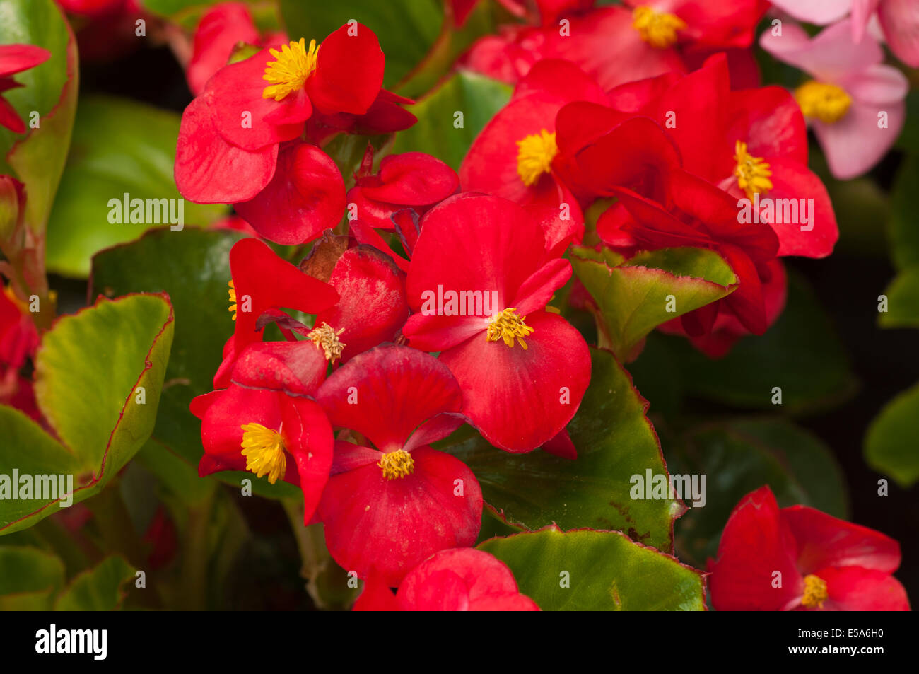 Red Begonia Semperflorens Commonly Known as Waxy or Fibrous Begonias Stock Photo