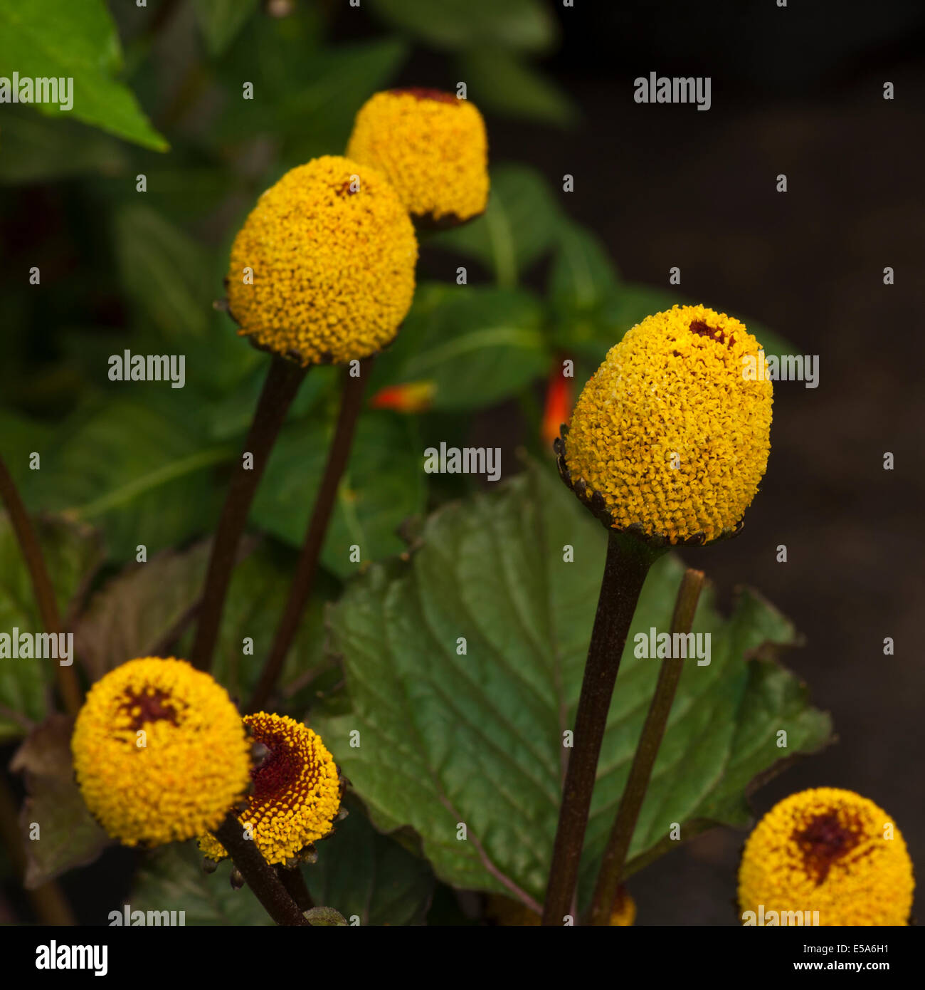 Yellow Spilanthes acmella commonly known as the Tootache Plant or paracress Stock Photo