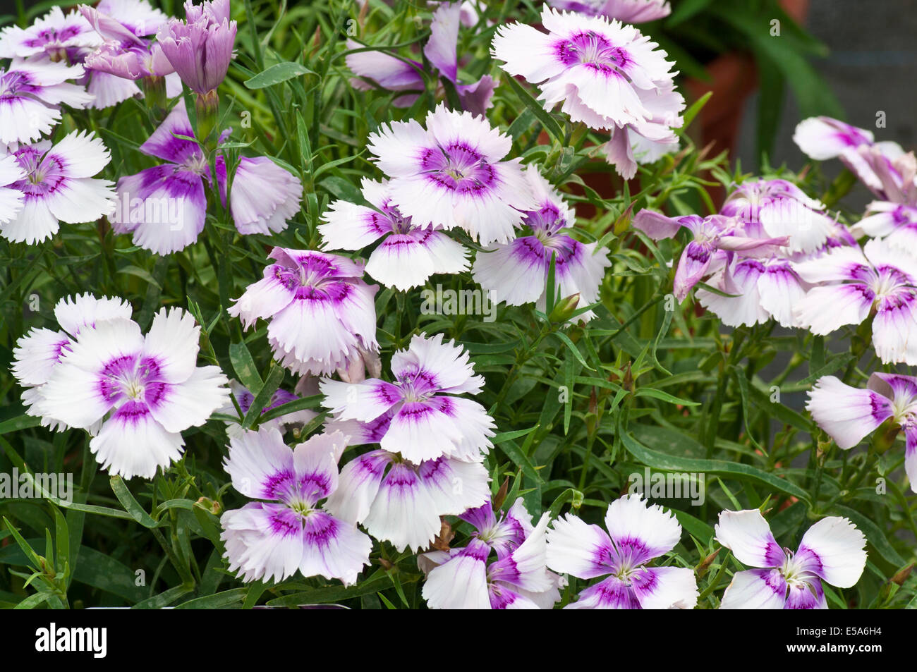 Blue and White Dianthus caryophyllus Blueberry Magic Common Name Pinks Stock Photo