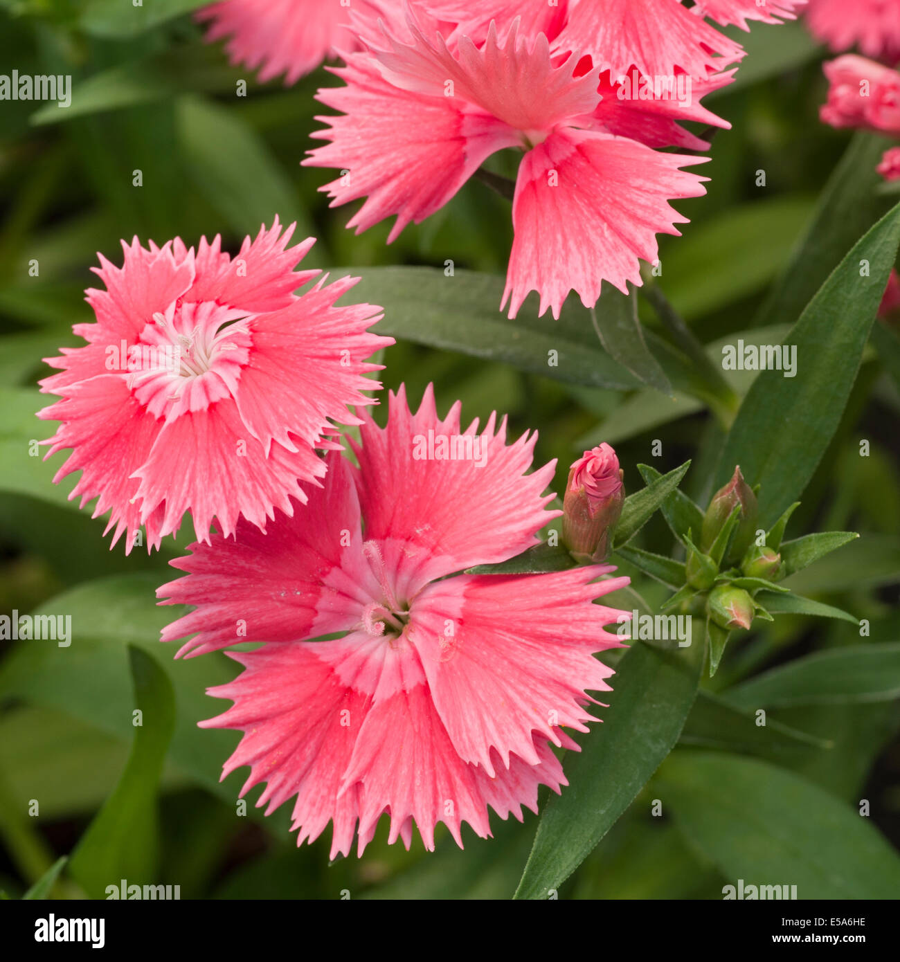 Pink Dianthus caryophyllus Common Name Pinks Stock Photo
